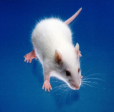 SPFラット（SD系統)