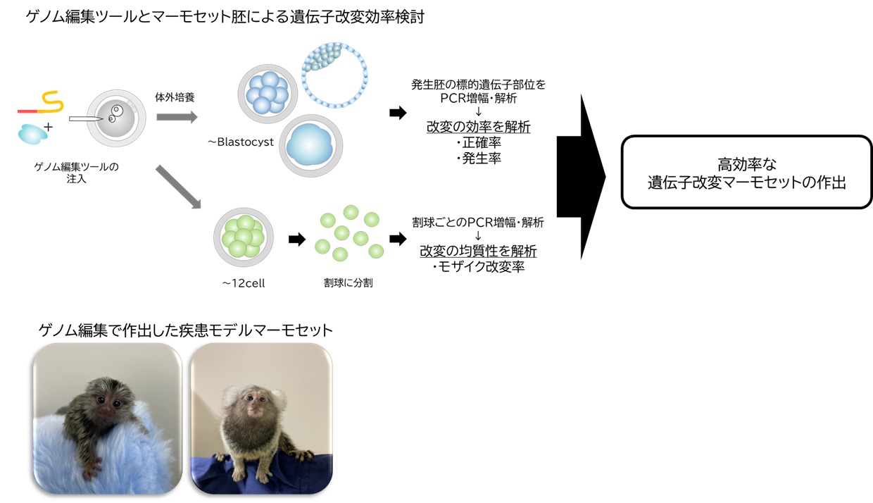 応用ゲノム科学研究室画像