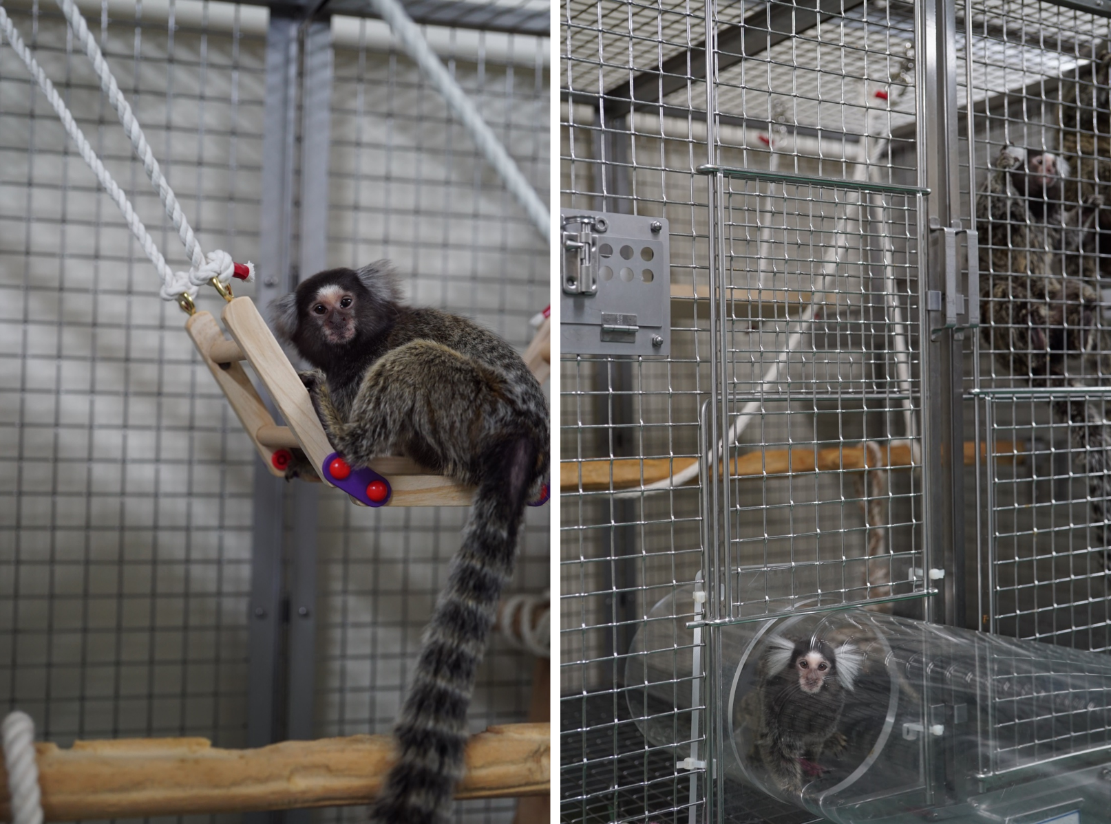 飼育管理技術研究室画像