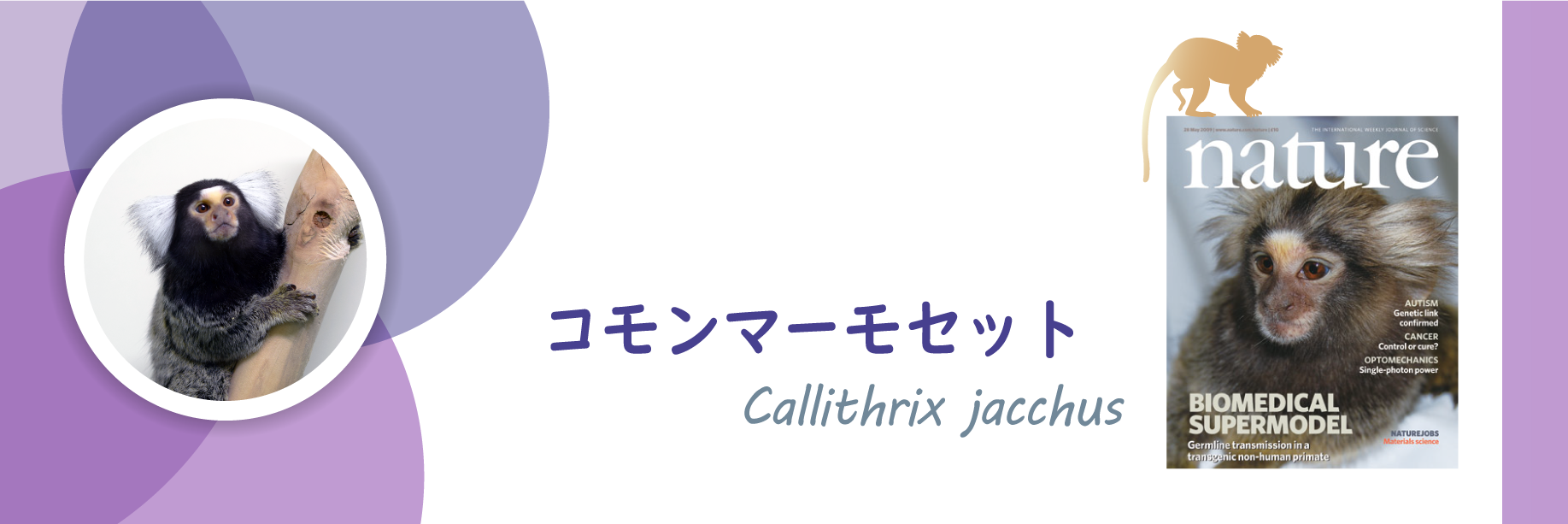 コモンマーモセット